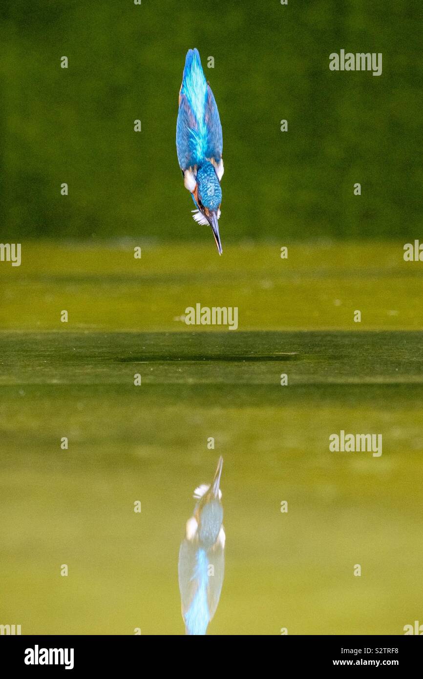 Diving kingfisher with wings folded in and reflection - Smartphone Captured Stock Image