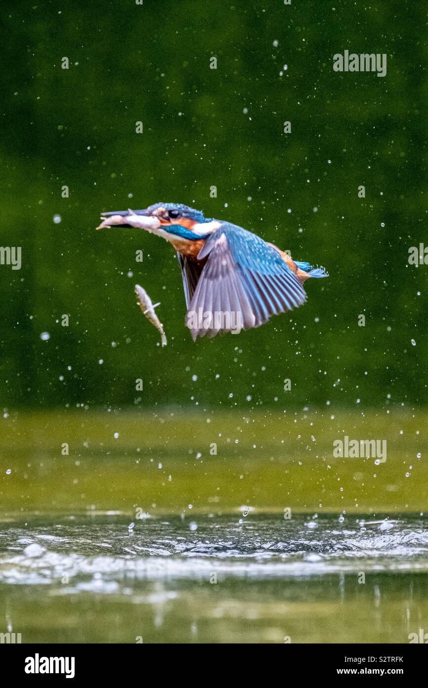 A kingfisher flies away with a fish in its beak and another in mid air that it has dropped Stock Photo