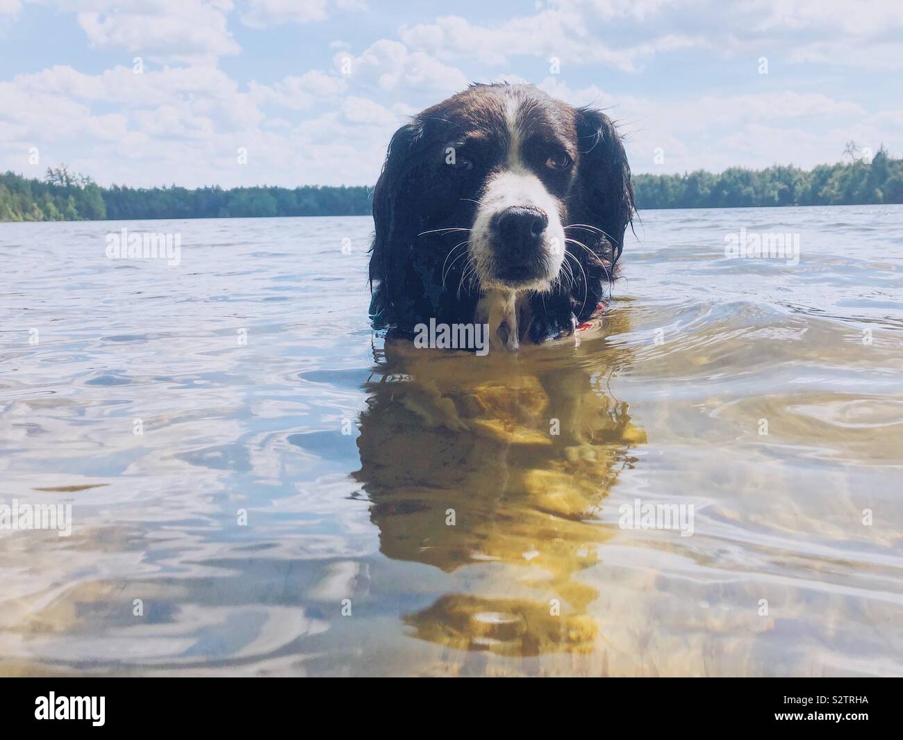 A black and white Australian shepherd standing neck deep in a lake Stock Photo