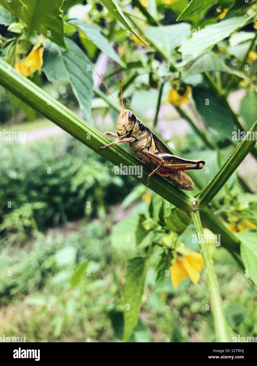 Grasshopper in the garden on a tomatillo plant Stock Photo