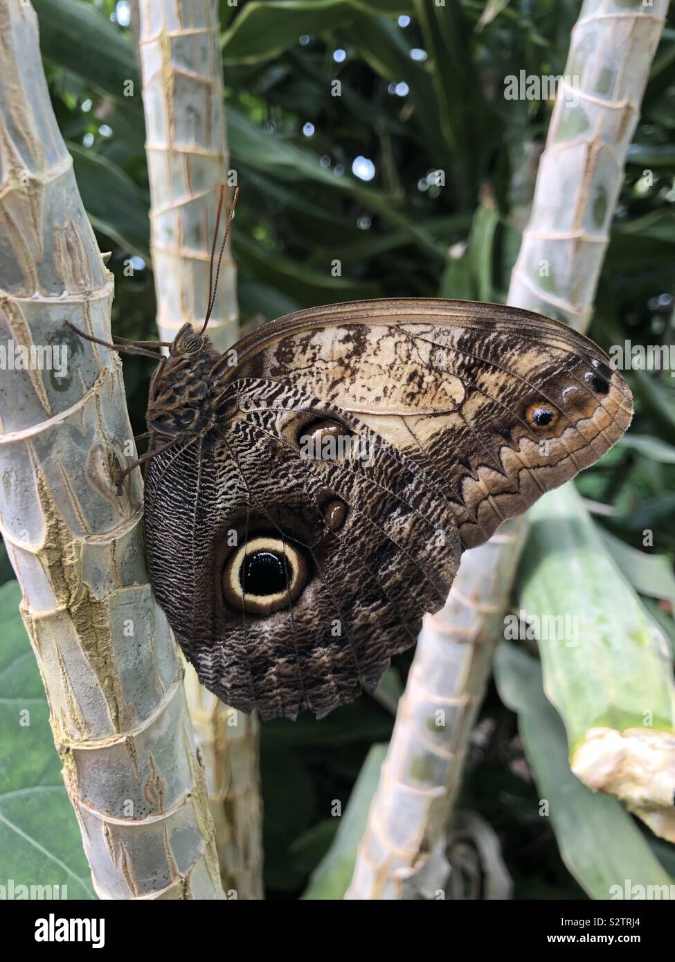 Butterfly - Smartphone Captured Stock Image