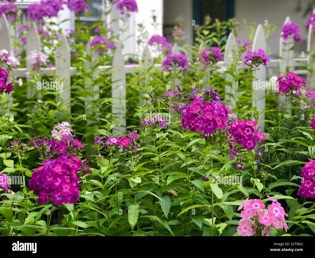 White picket fence and bright purple flowers - Smartphone Captured Stock Image