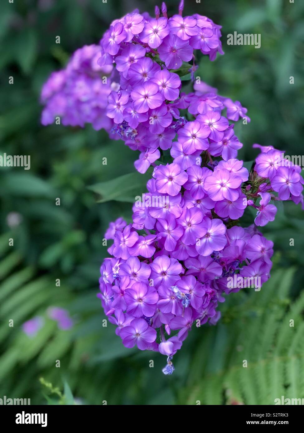 Close up of phlox purple flowers against green ferns - Smartphone Captured Stock Image