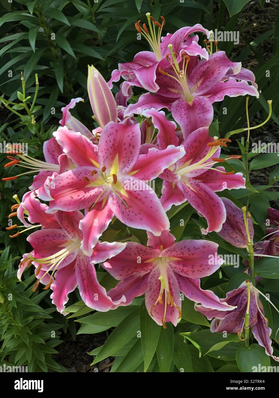 Bright bunch of pink lilies in full bloom Stock Photo