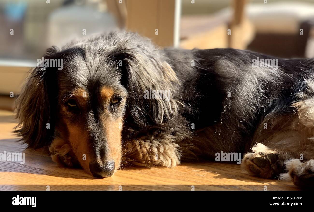 Leo The Longhaired Miniature Dachshund Stock Photo 311561370 Alamy