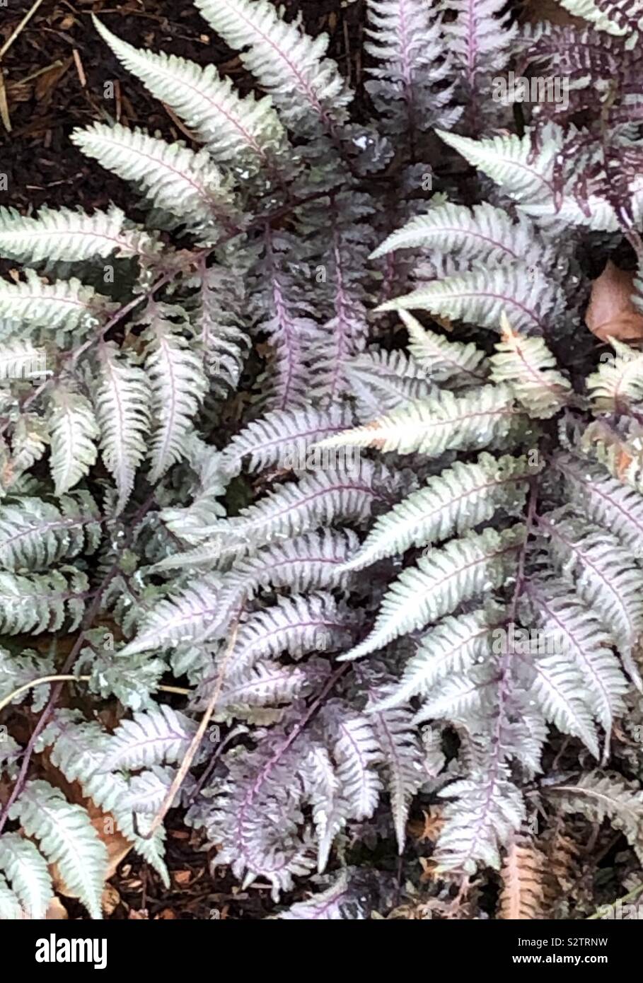 Japanese Painted Fern High Resolution Stock Photography And Images Alamy