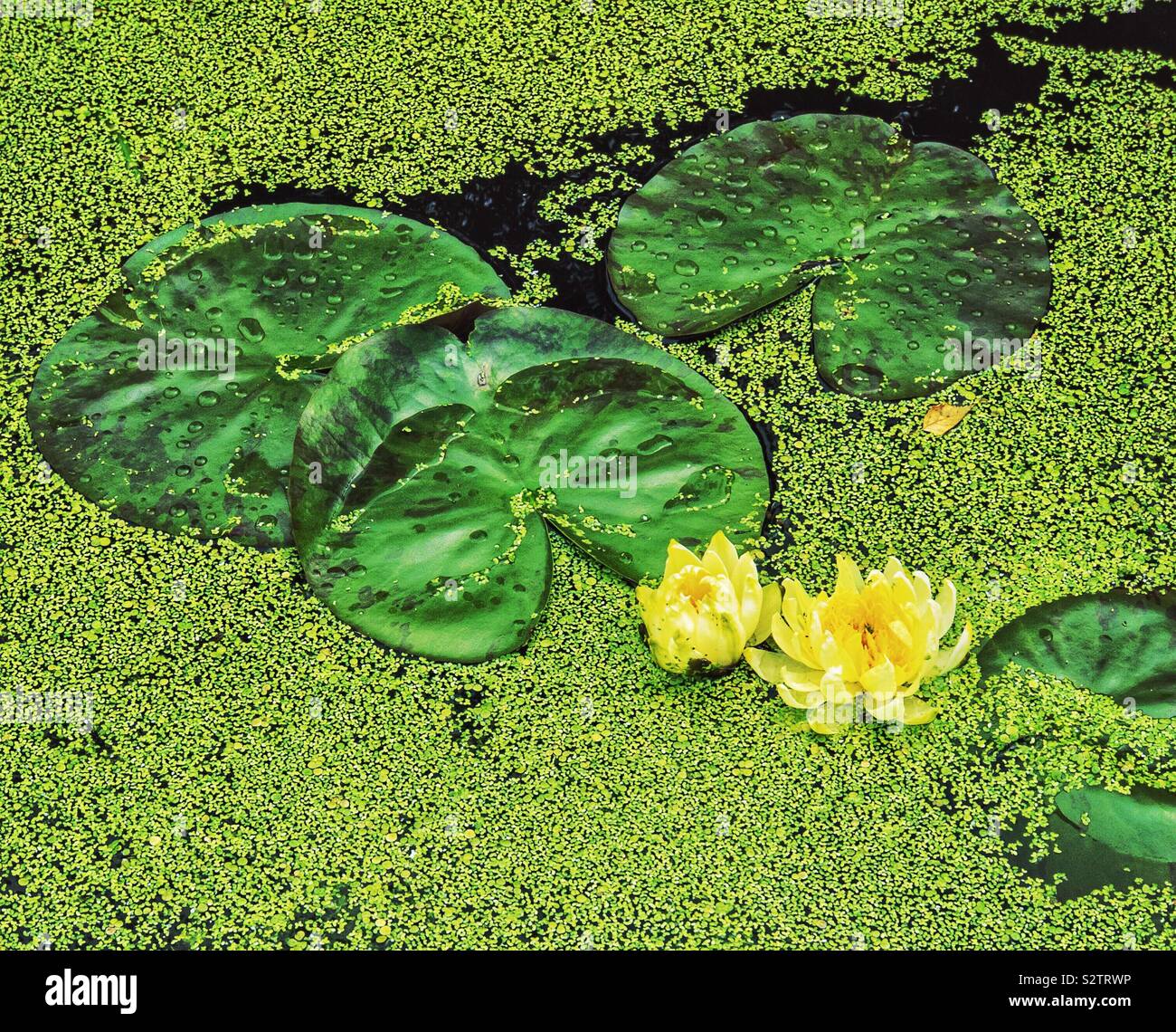 Lily and pond weed hi-res stock photography and images - Alamy