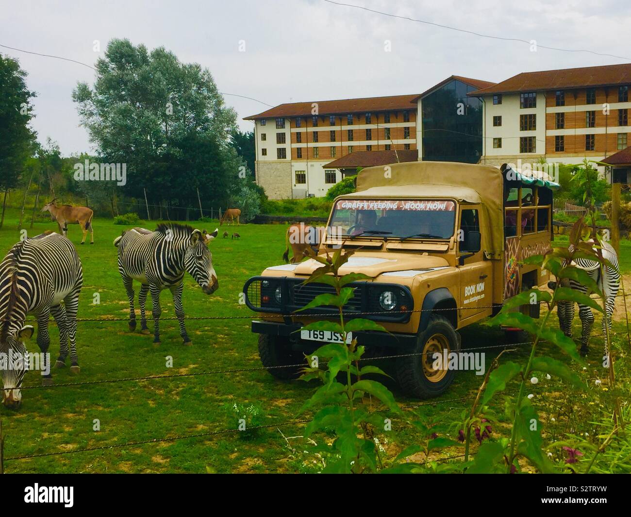 Zebra feeding experience chessington 2019 Stock Photo Alamy