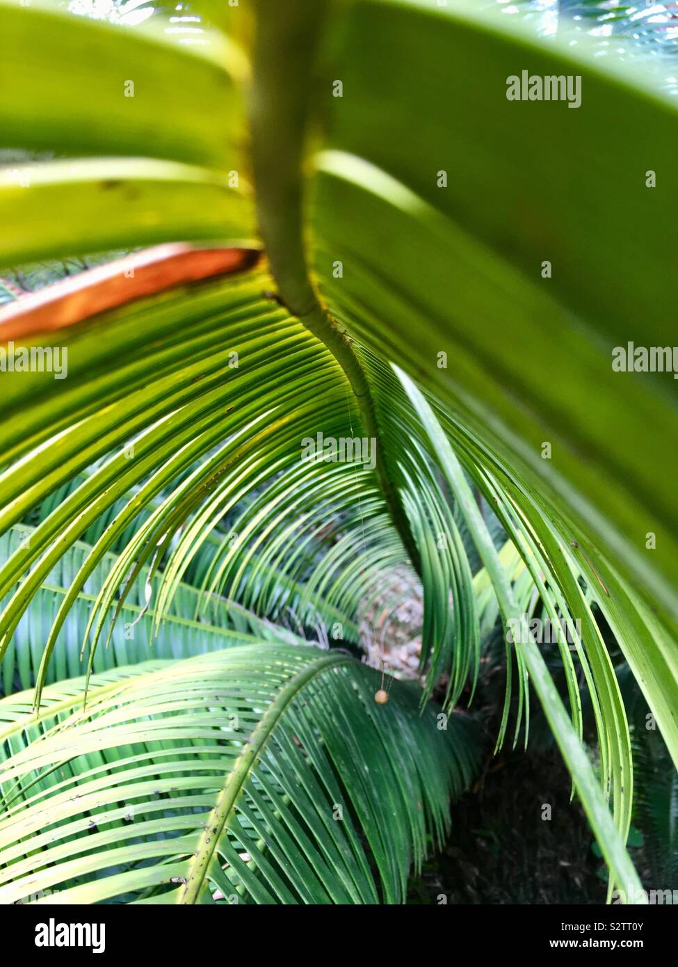 Palm fronds Stock Photo