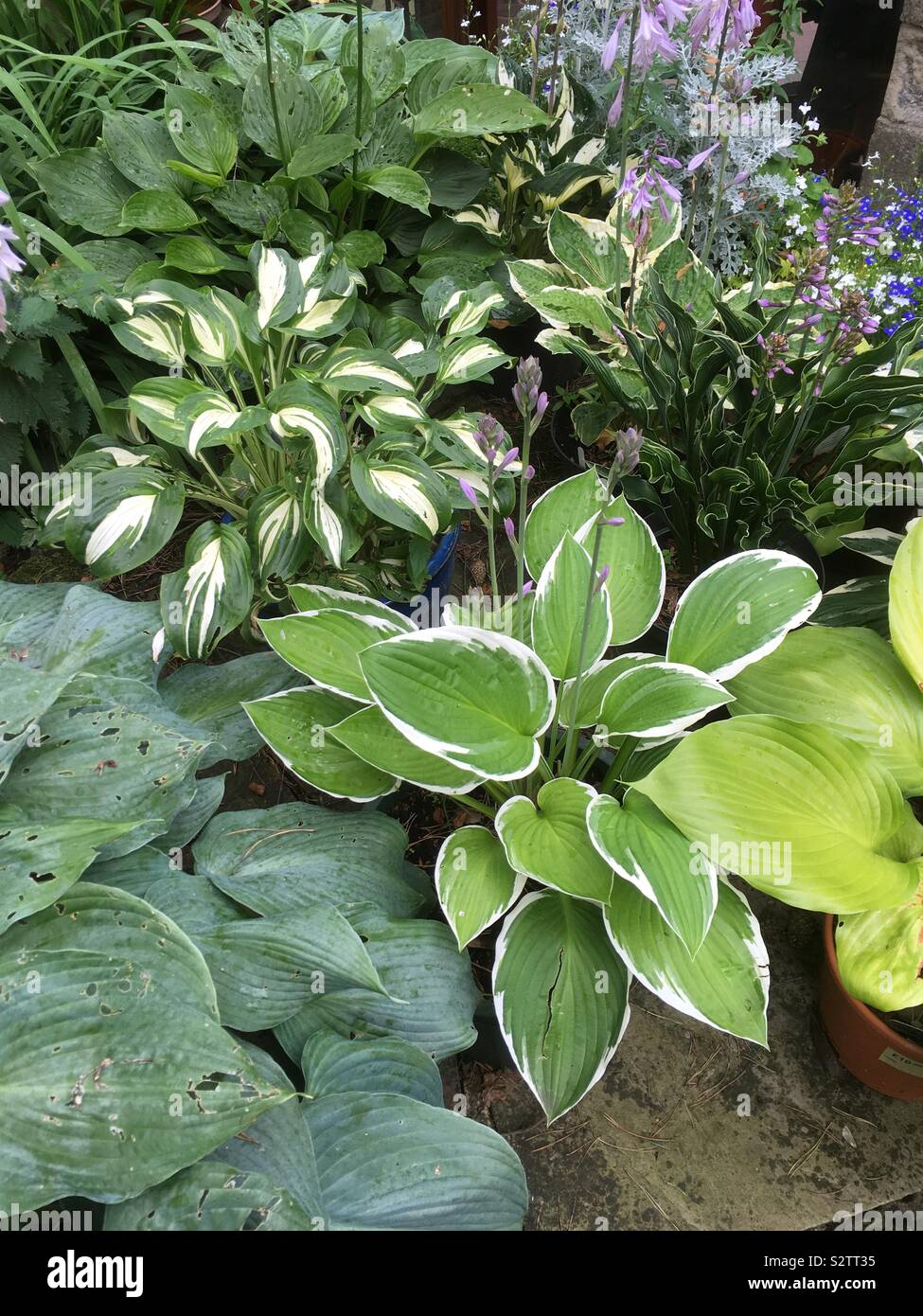 A collection of Hostas in full leaf at the smallholding amateur garden at 900ft. Nidderdale. 04/08/2019 Stock Photo
