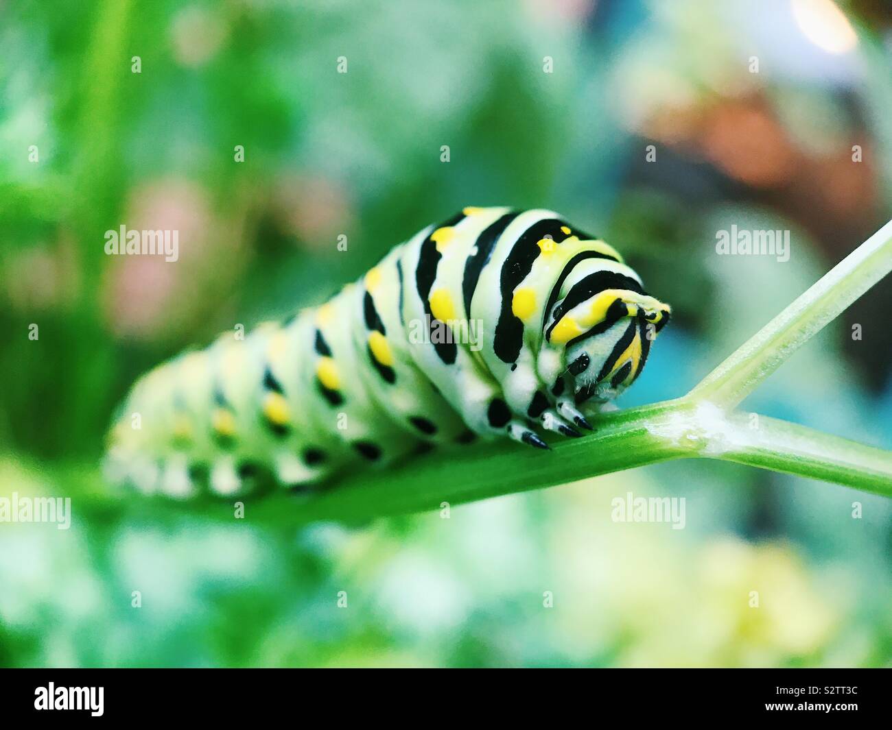 Macro of a swallowtail caterpillar resting on a parsley plant in New Jersey, USA. Stock Photo