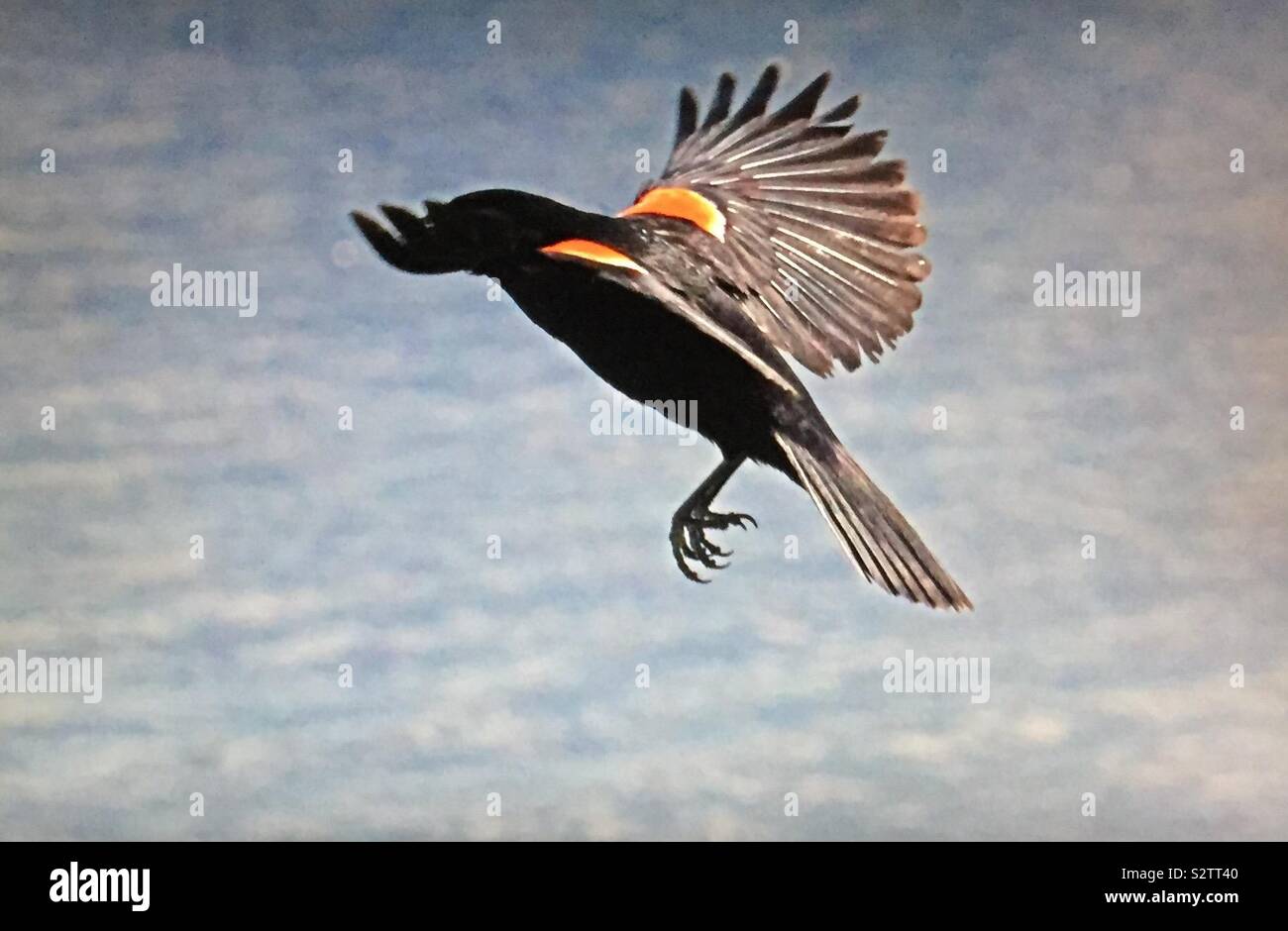 Birds of North America,Red-winged Blackbird, Agelaius phoeniceus - Smartphone Captured Stock Image