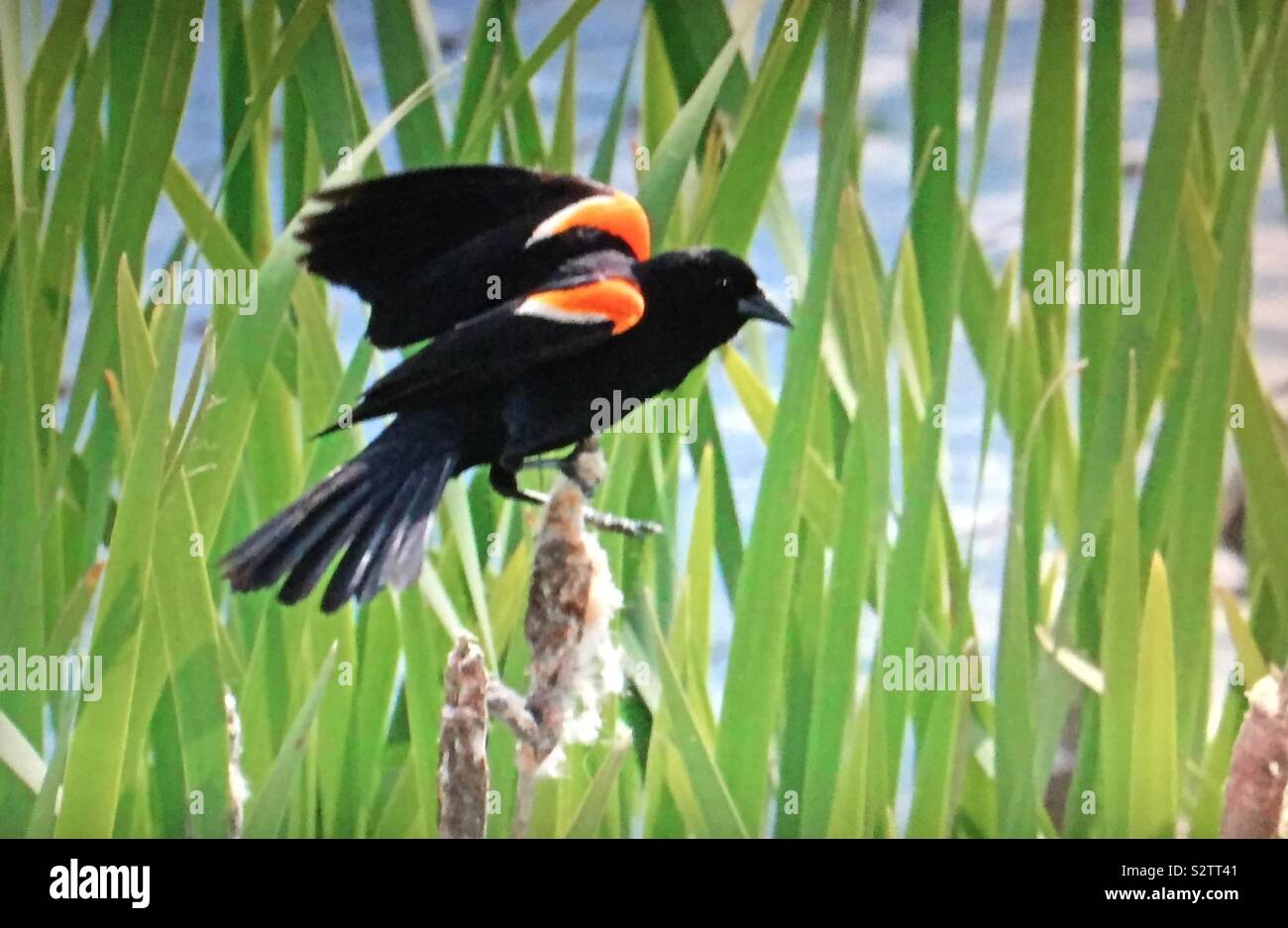 Birds of North America,Red-winged Blackbird, Agelaius phoeniceus - Smartphone Captured Stock Image