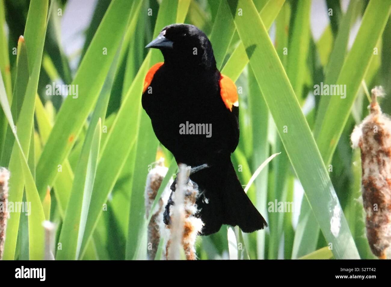 Birds of North America,Red-winged Blackbird, Agelaius phoeniceus - Smartphone Captured Stock Image