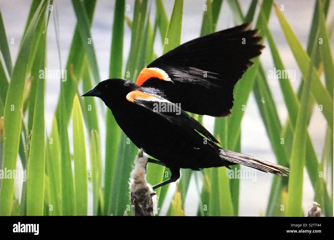 Birds of North America,Red-winged Blackbird, Agelaius phoeniceus - Smartphone Captured Stock Image