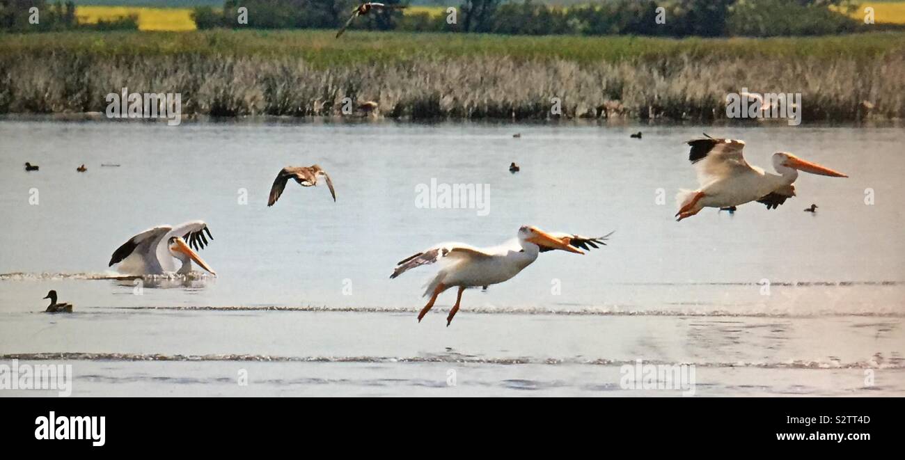 North American birds, American White Pelican,  Pelecanus erythrorhynchos - Smartphone Captured Stock Image