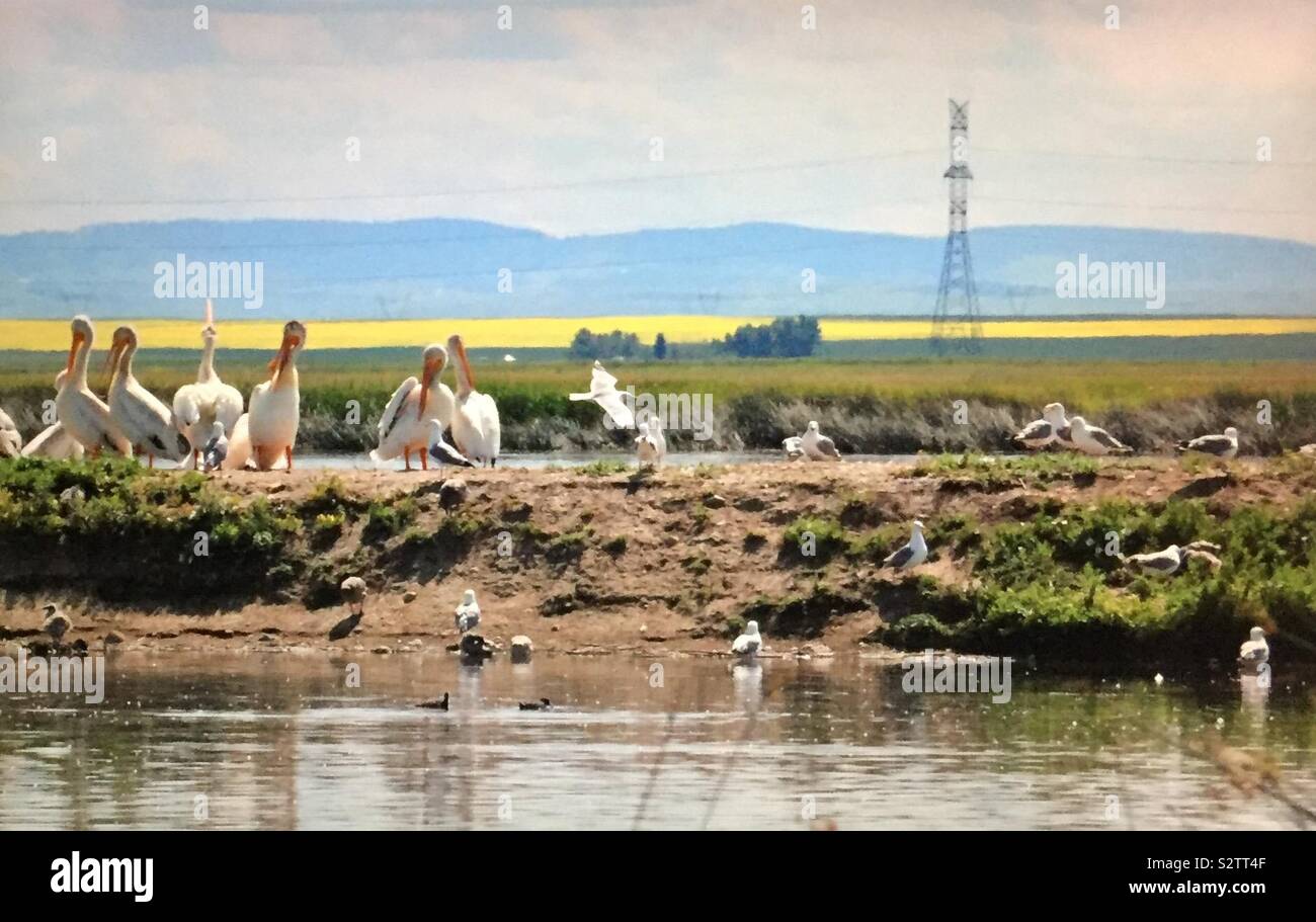 North American birds, American White Pelican,  Pelecanus erythrorhynchos, pelican island, pelicans and friends - Smartphone Captured Stock Image