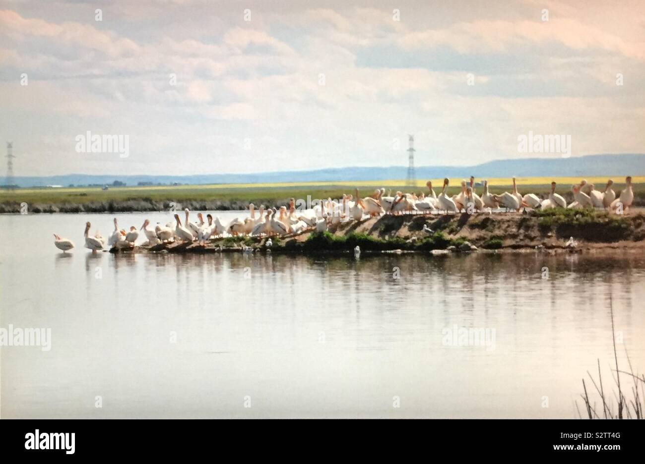 North American birds, American White Pelican,  Pelecanus erythrorhynchos, pelican island, pelicans and friends - Smartphone Captured Stock Image