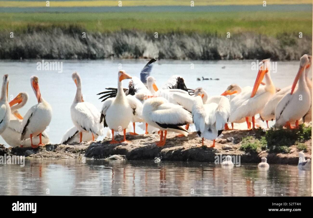 North American birds, American White Pelican,  Pelecanus erythrorhynchos, pelican island, pelicans and friends - Smartphone Captured Stock Image