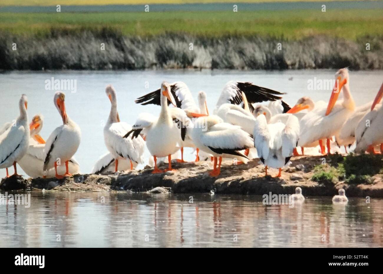 North American birds, American White Pelican,  Pelecanus erythrorhynchos, pelican island, pelicans and friends - Smartphone Captured Stock Image