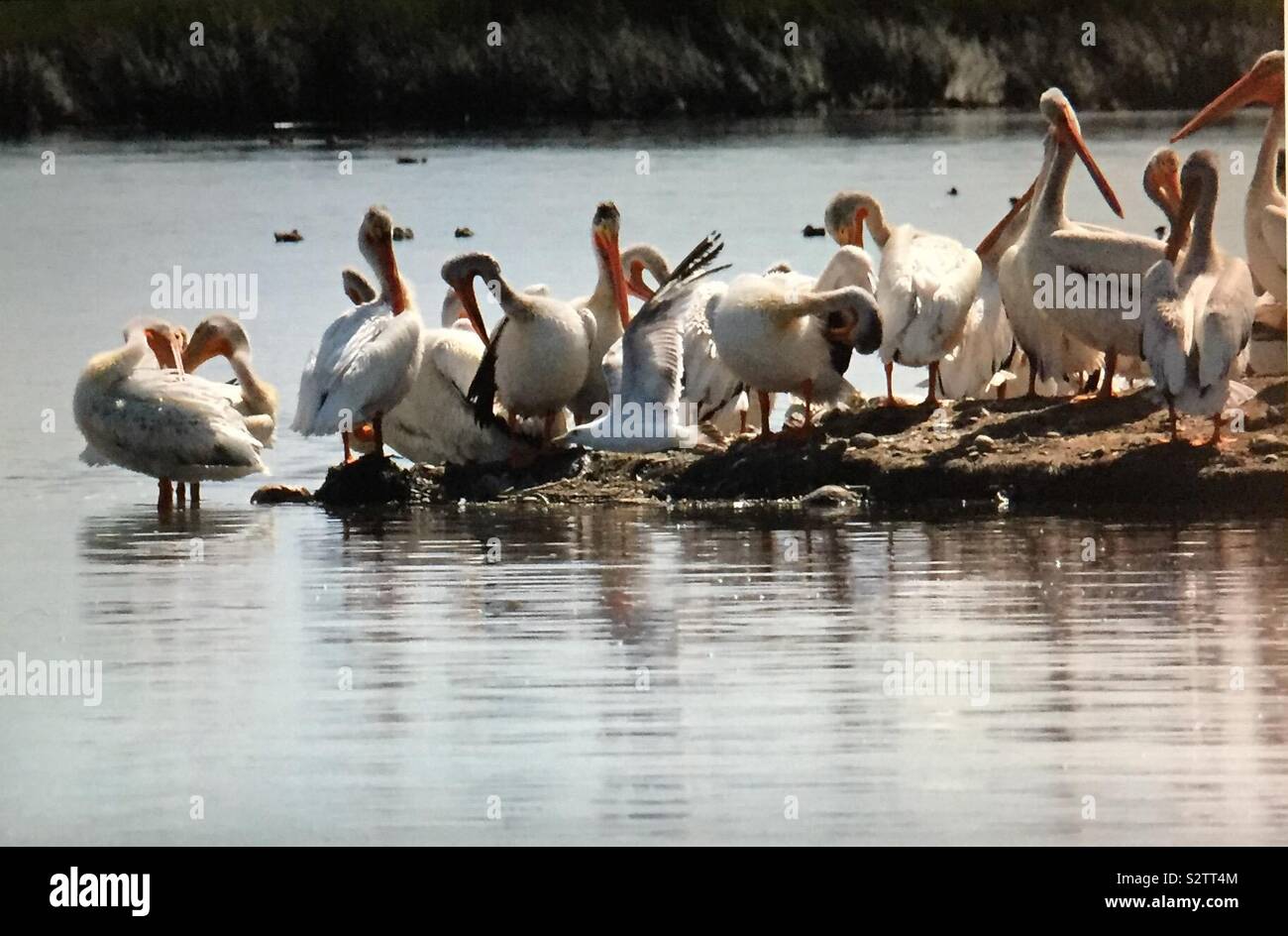 North American birds, American White Pelican,  Pelecanus erythrorhynchos, pelican island, pelicans and friends - Smartphone Captured Stock Image