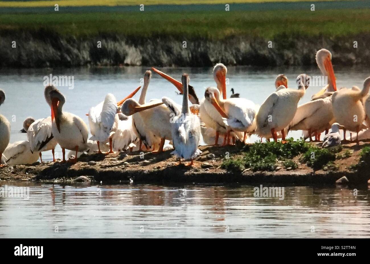 North American birds, American White Pelican,  Pelecanus erythrorhynchos, pelican island, pelicans and friends - Smartphone Captured Stock Image