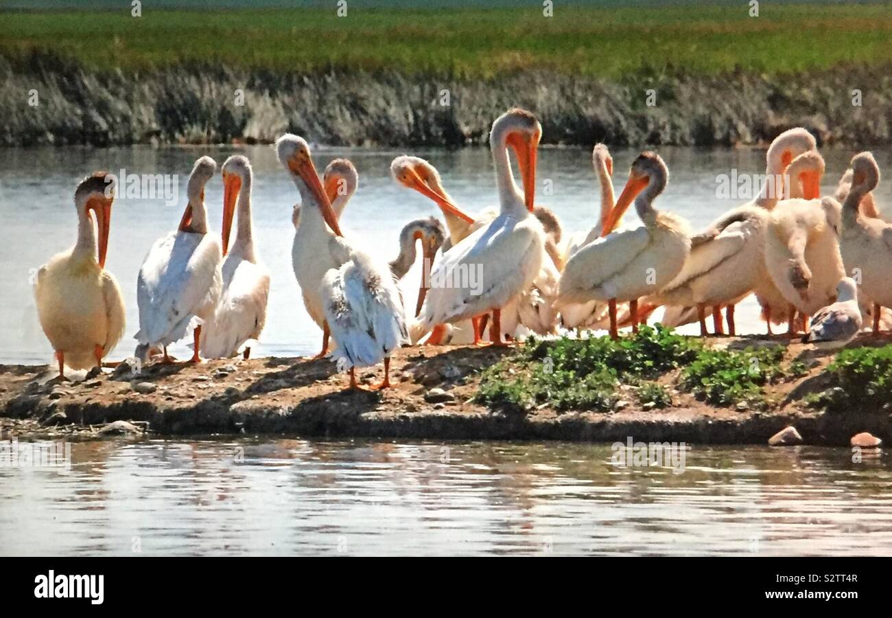 North American birds, American White Pelican,  Pelecanus erythrorhynchos, pelican island, pelicans and friends - Smartphone Captured Stock Image