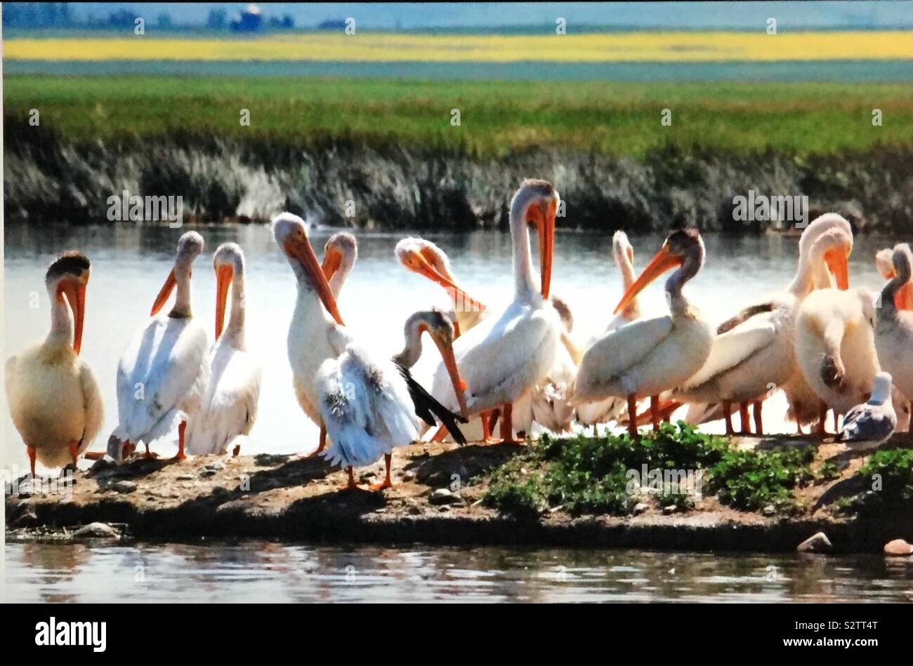 North American birds, American White Pelican,  Pelecanus erythrorhynchos, pelican island, pelicans and friends - Smartphone Captured Stock Image