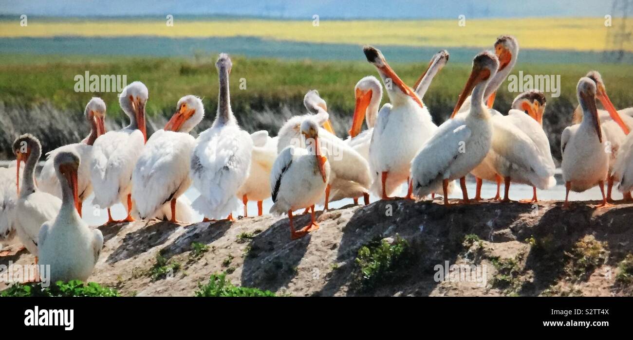 North American birds, American White Pelican,  Pelecanus erythrorhynchos, pelican island, pelicans and friends - Smartphone Captured Stock Image