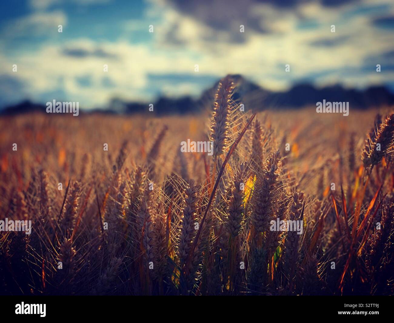 Gold fields hires stock photography and images Alamy