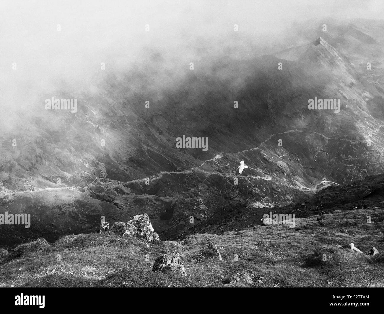 Solitary seagull flying over a mountain landscape, Snowdonia National Park. - Smartphone Captured Stock Image