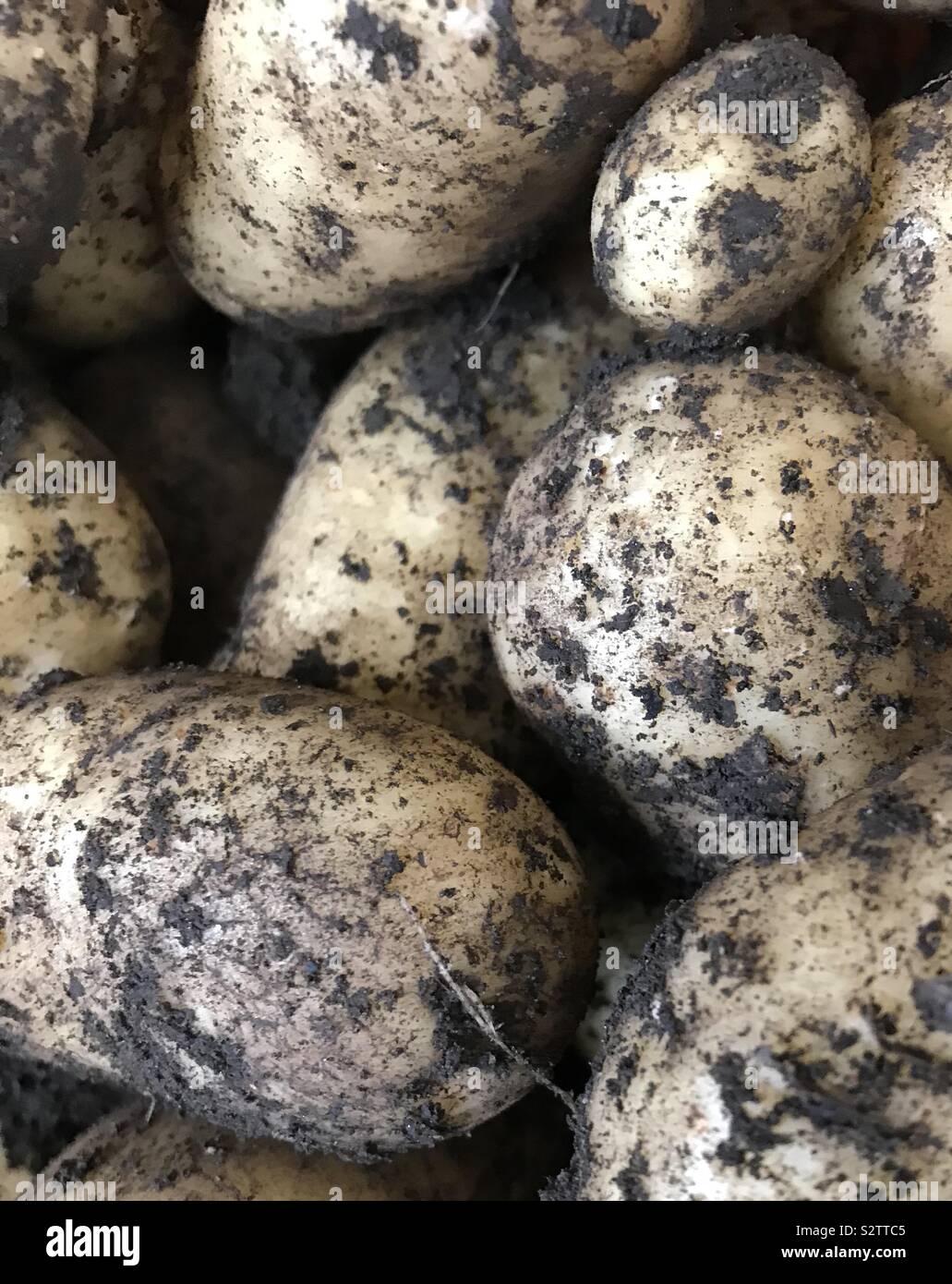 Home grown potatoes Stock Photo Alamy