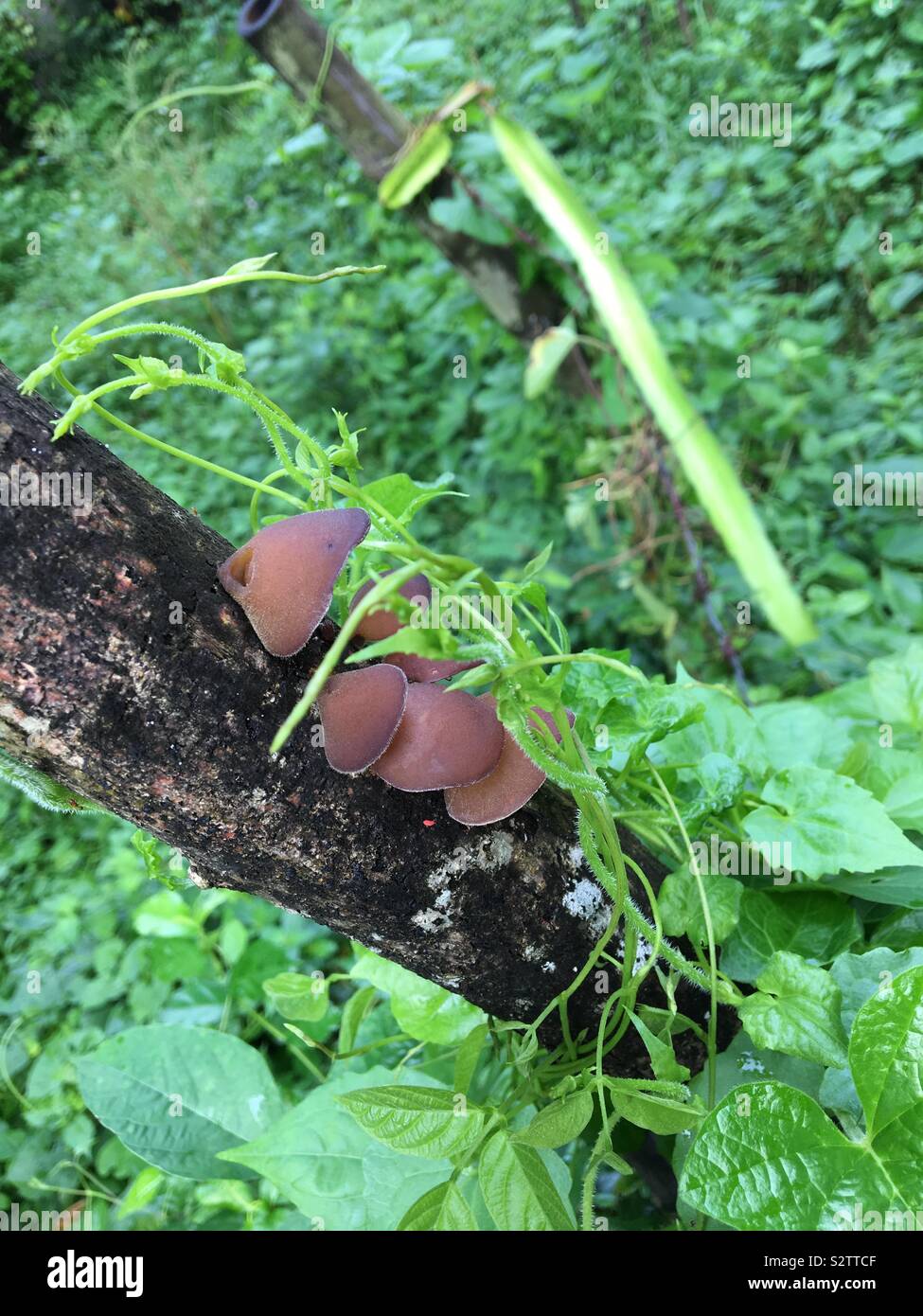 Ear wood mushroom in our backyard. Stock Photo