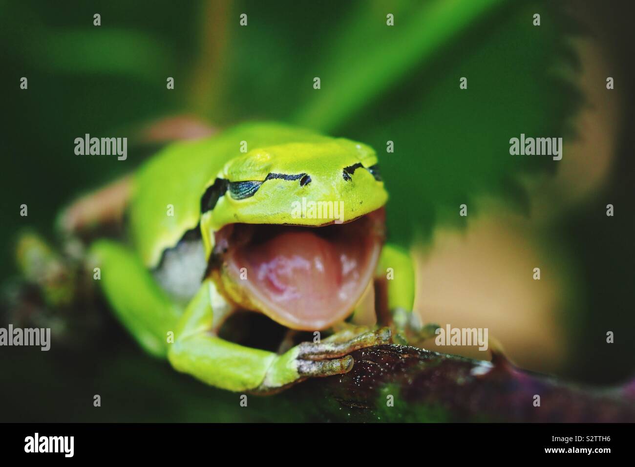 Gaping tree frog on a thorn bush - Smartphone Captured Stock Image