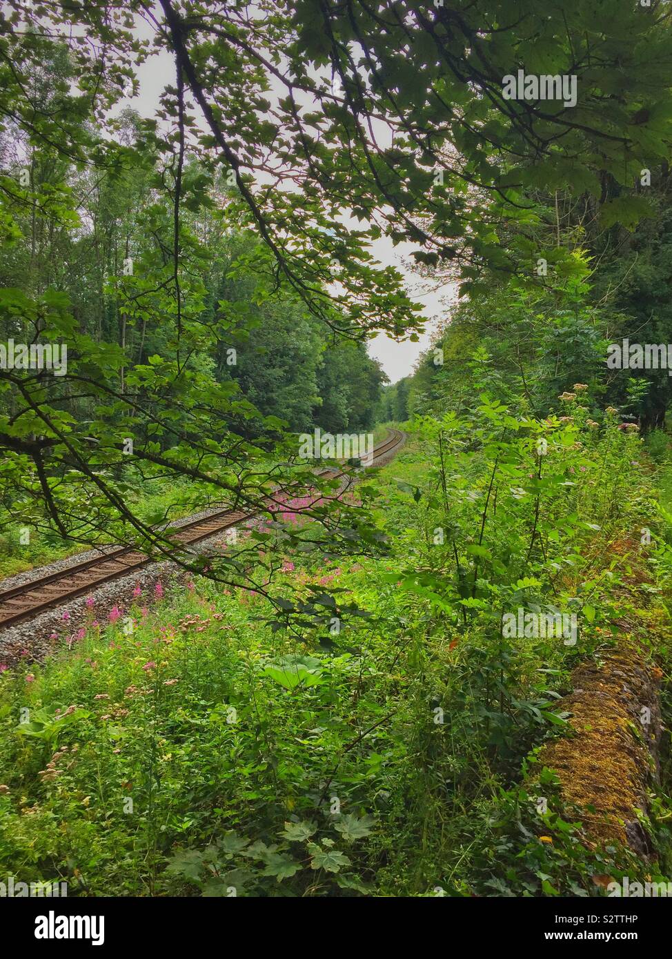 Single railway line curves around a bend through lots of trees. - Smartphone Captured Stock Image