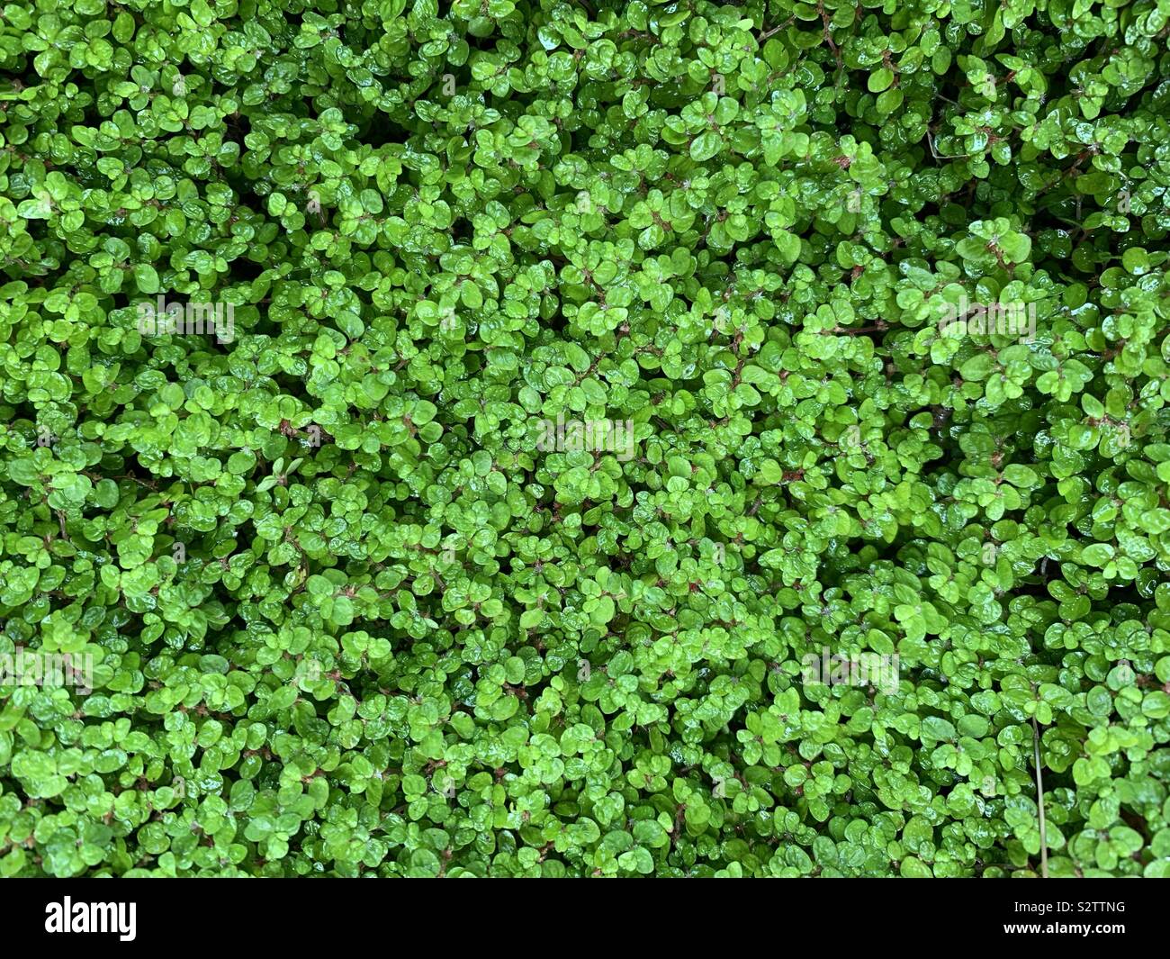 Baby tears ground cover - Smartphone Captured Stock Image