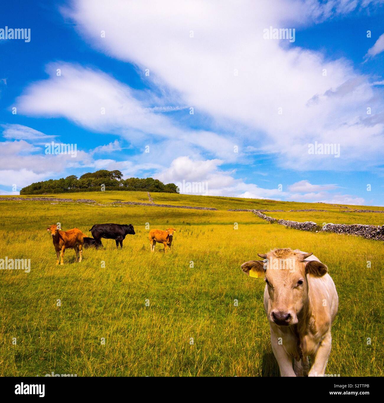 Cattle grazing in a field near Minninglow in the Peak District National Park Derbyshire England UK - Smartphone Captured Stock Image