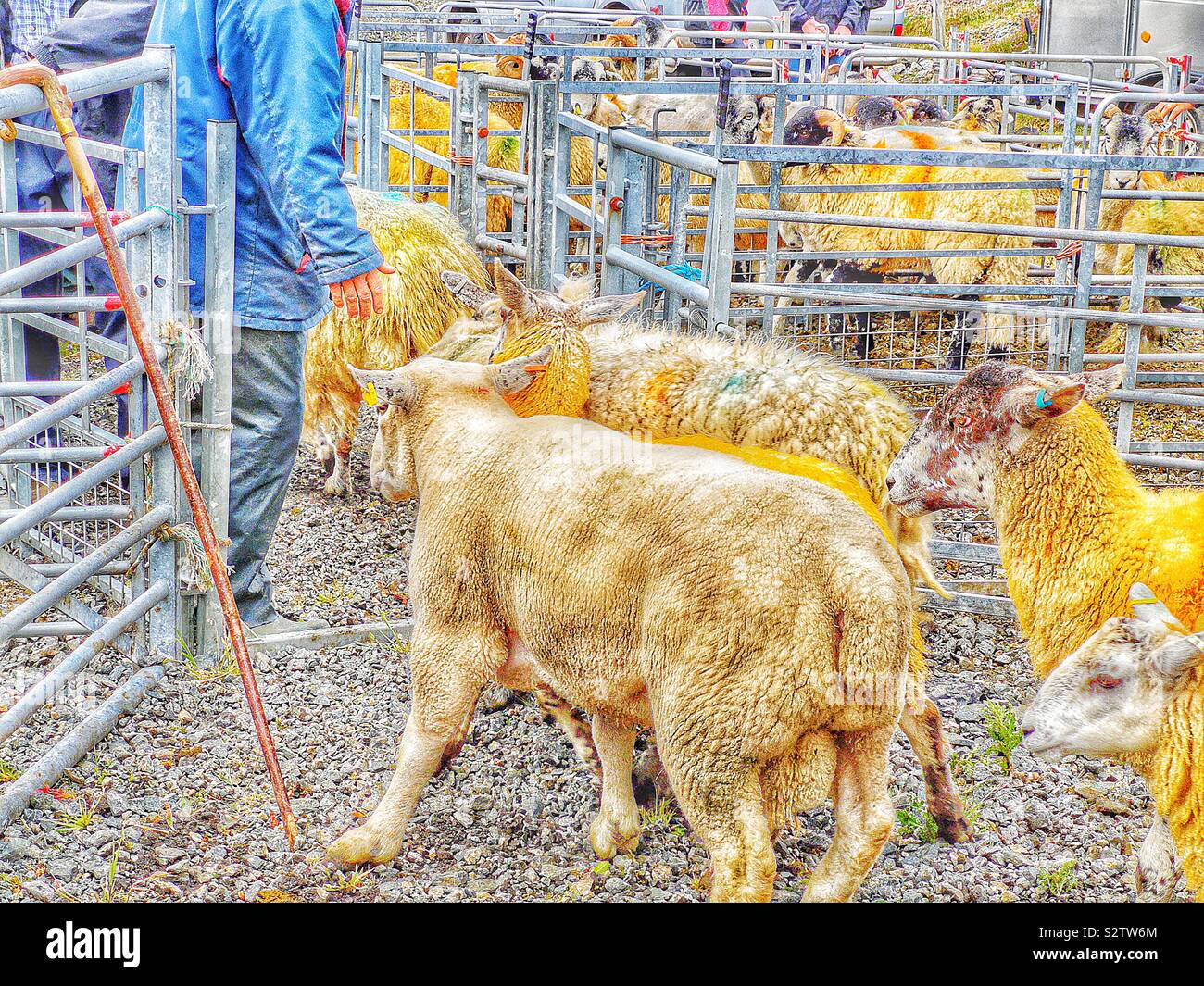 Marshalling sheep back to pens from show ring, North Harris Agricultural Show, Tarbert, Isle of Lewis & Harris, Outer Hebrides, Scotland - Smartphone Captured Stock Image