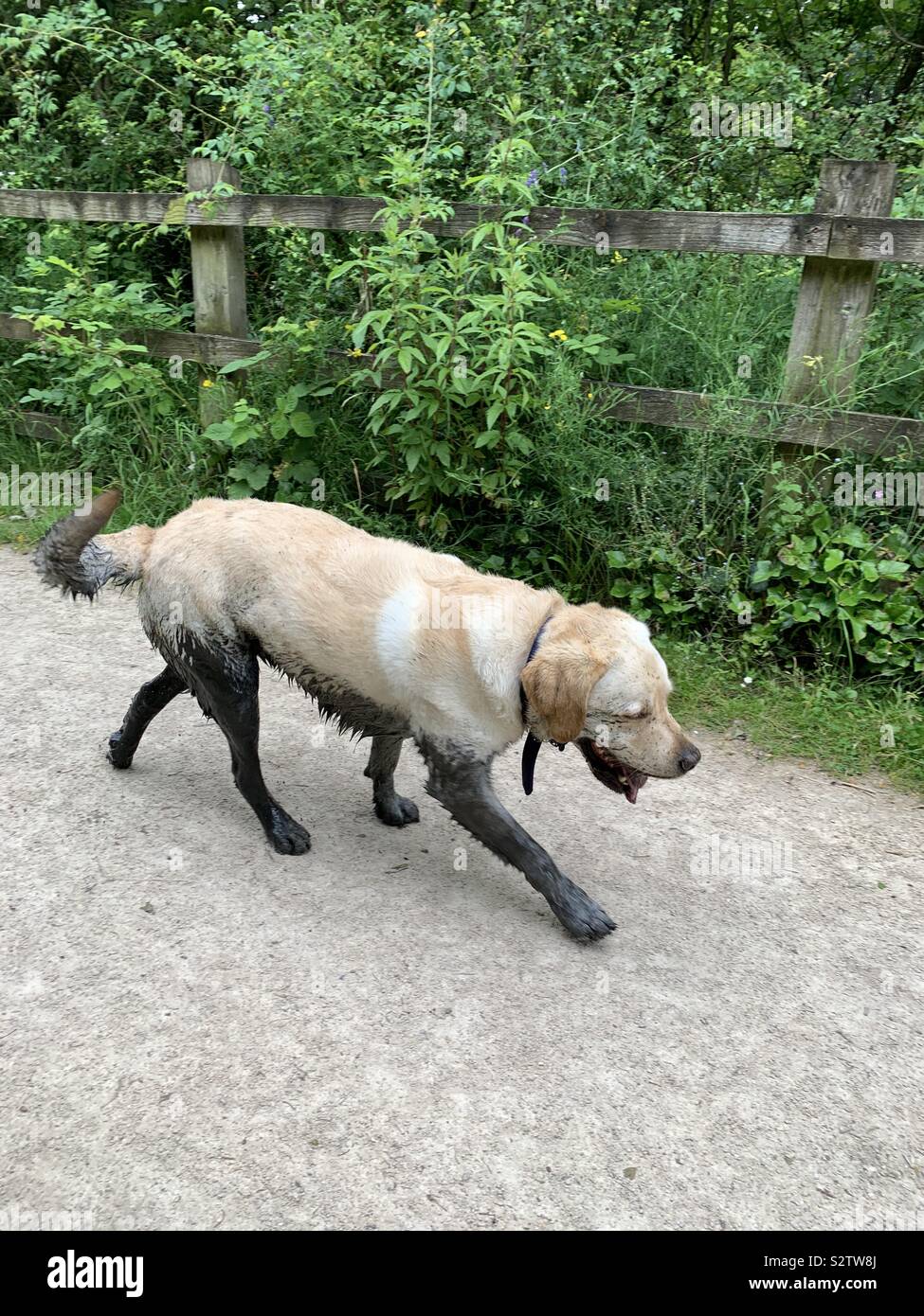 Muddy walk with dog hires stock photography and images Alamy