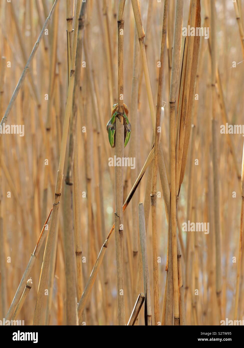 Frog hiding in between the reeds - Smartphone Captured Stock Image