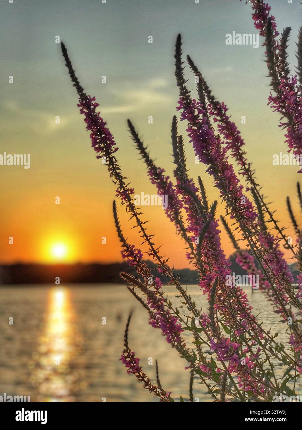 Salvia growing on a lake shore with sunset - Smartphone Captured Stock Image