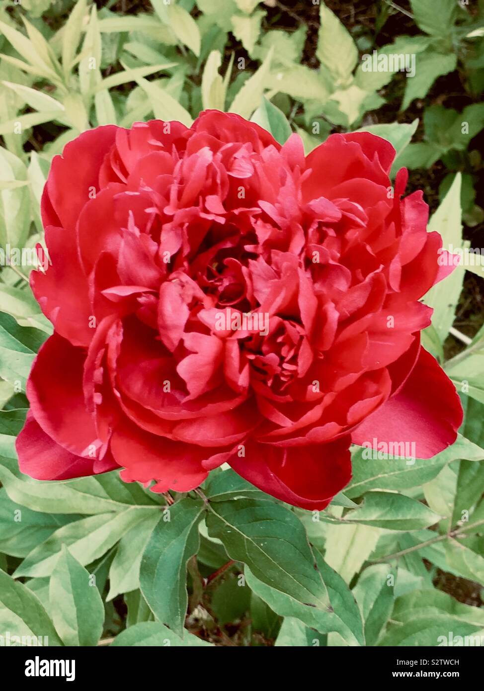 Peonies great neck hires stock photography and images Alamy