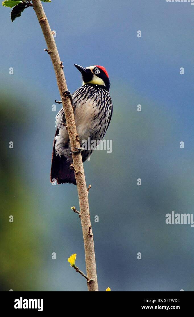 woodpecker Stock Photo