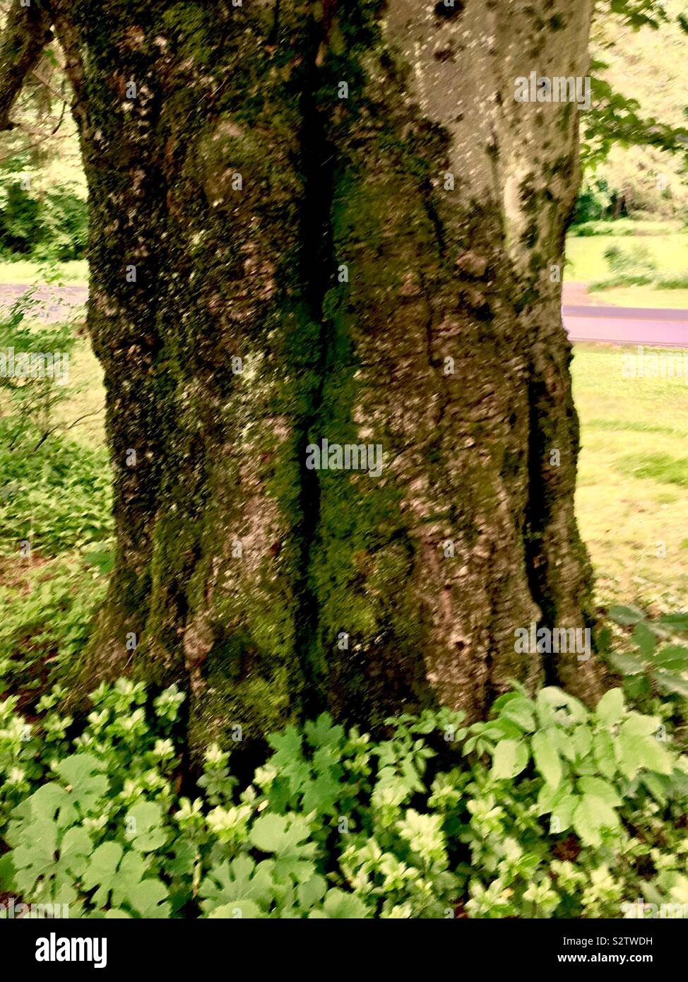 Copper beech trunk Stock Photo Alamy