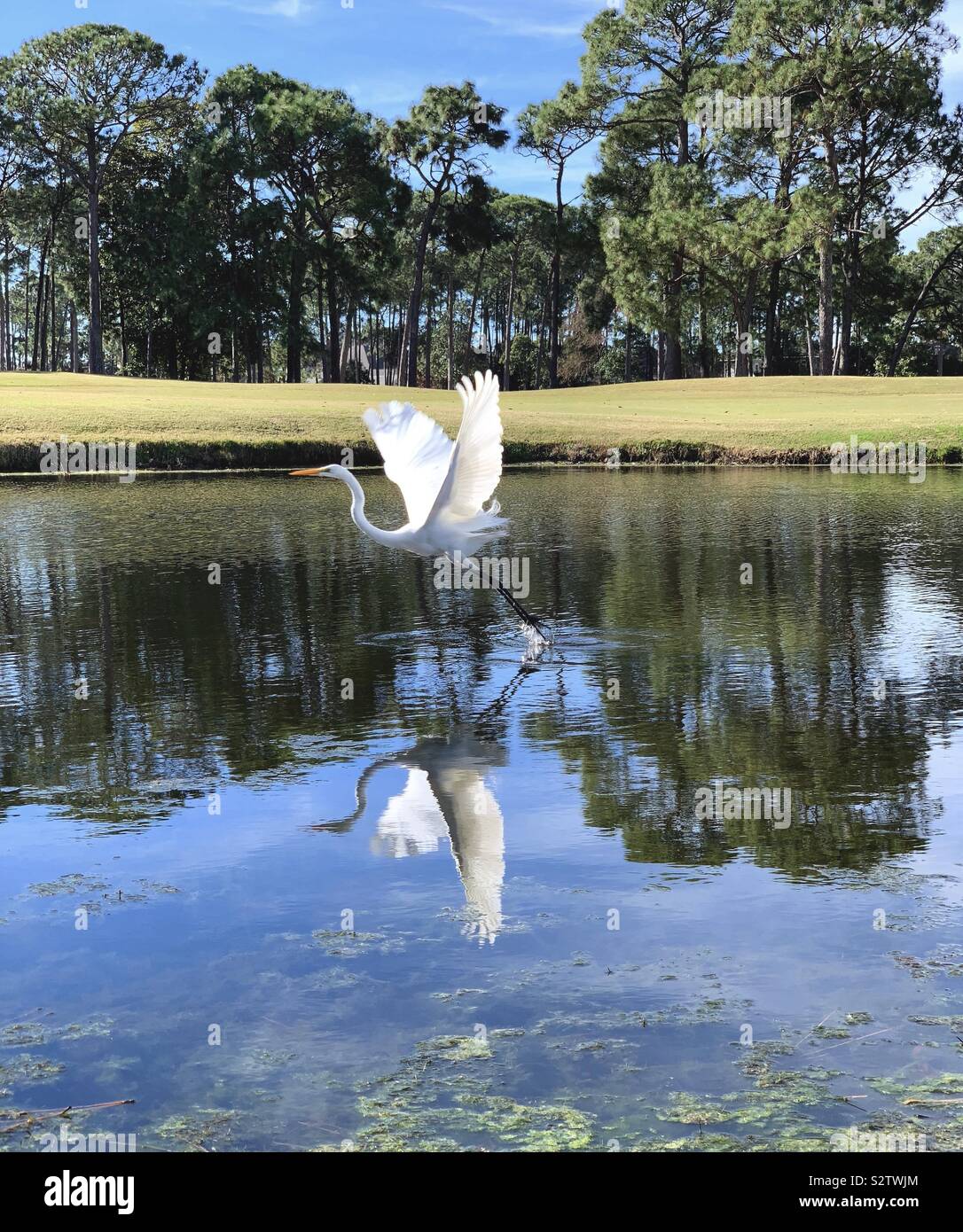 Great white heron taking off inflight on the lake with pine tree landscape and reflections on the water - Smartphone Captured Stock Image