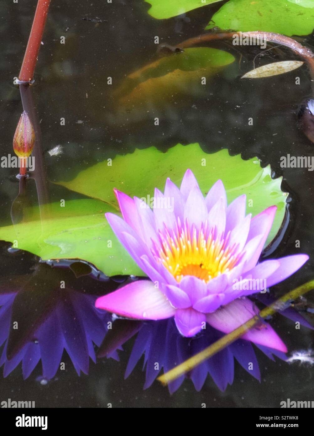 Water Lilly flower on murky pond Stock Photo