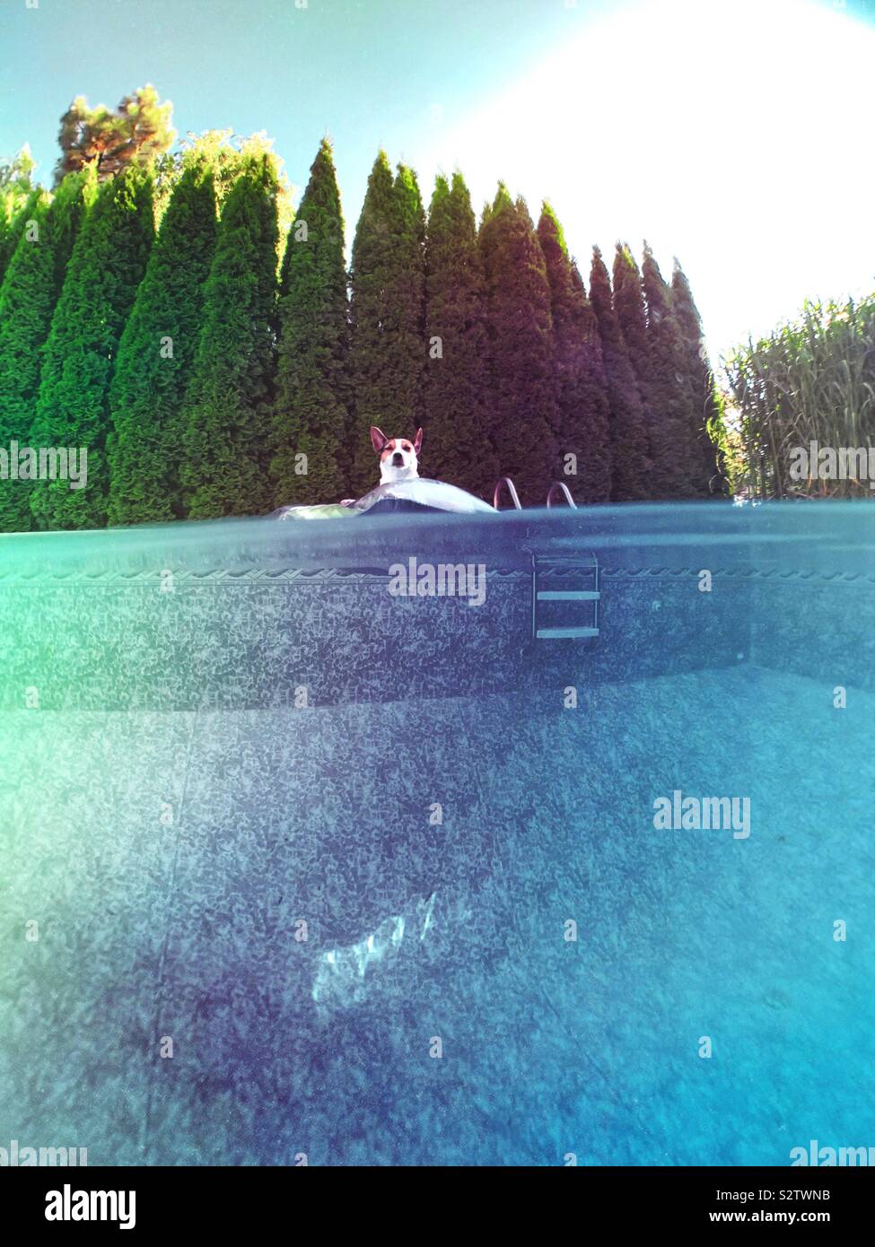 Over under water perspective of dog floating on an inflatable pool mattress in a backyard swimming pool. - Smartphone Captured Stock Image