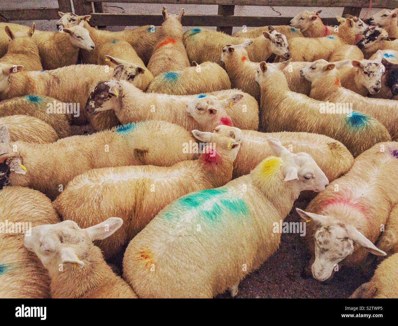 Sheep in a livestock market in Castle Douglas, Dumfries and Galloway