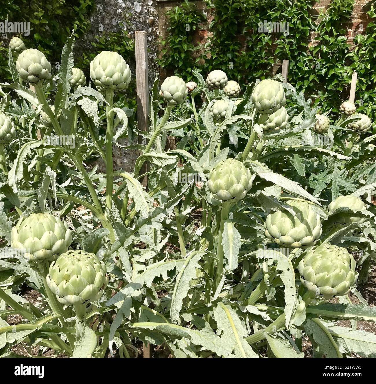Artichokes growing in vegetable garden Stock Photo Alamy