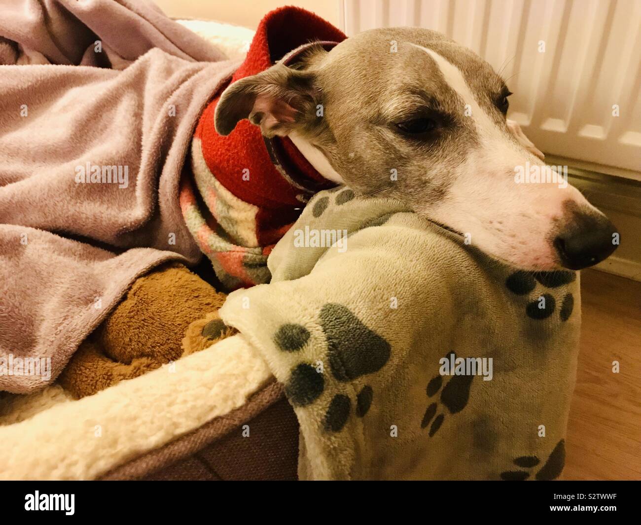 Whippet in dog bed with blankets Stock Photo - Alamy